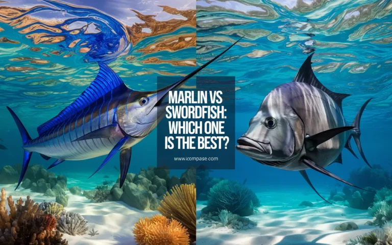 marlin vs swordfish
